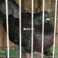 Chim bồ câu gà Trống khủng (như hình)
