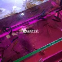 Bán của betta thuỷ sinh hơn 50 con – Giá 180k/con  