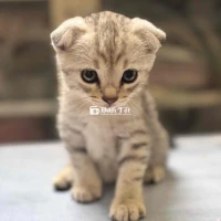 Mèo Anh lông ngắn lai cần tìm chủ mới