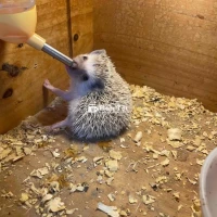 Nhím baby siêu rẻ - Cần tìm chủ mới cho 2 bé đáng yêu!  