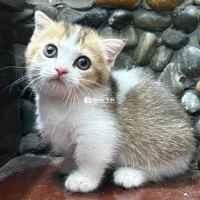 bé gái tam thể tinh nghịch tìm senn