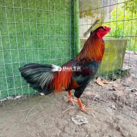 Điều xanh 3kg1 tay 1 cục tốc độ