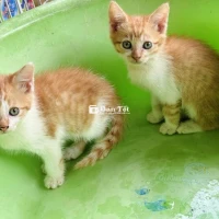 Mèo thần tài mèo Anh lai Lilac 3 tháng tuổi