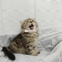 đực tabby brown