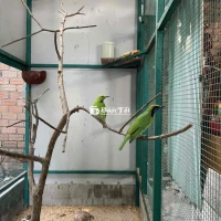 Thanh lí nhanh lẹ Cặp Thanh tước