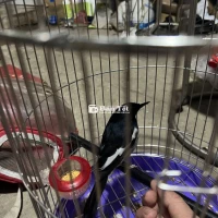 Chèo Chèo Alpha Cảnh Báo: Chú chòe than chống độc quyền chính hiệu! Đầu óc mini nhưng tiếng hót đỉnh cao, một khi đã cựa quậy là không ai chịu nổi. Siêu bảo bối giải trí gia đình, vừa rảnh rỗi là đưa ra chiêu đấu với trẻ con, bảo đảm cả nhà buổi tối vui như Tết.