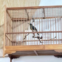 Bộ 7 Màu Chuyền Hót Siêng, Chuyền Trống Ăn Cám Hạt