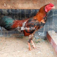 mái lại 2kg2 tơ mem còn lên