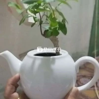 Tường vi bạch tuyết