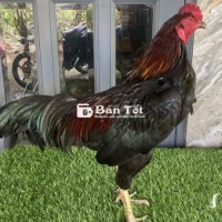 Luôn giữ gìn và đảm bảo sự an toàn. Giấu thông tin cá nhân khi đăng tin. Không tiết lộ chi tiết nhạy cảm như số điện thoại, địa chỉ, email khi trao đổi với người lạ.