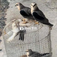 chim non hơn một tháng lồng