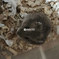 Hamster ww màu sóc