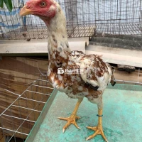 mái nhánh dòng cưa đè mé hai mang đá đầu mặt