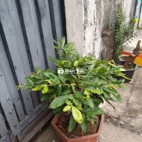 Mai Vàng Bonsai - Gép Cúc Thọ Hương Đế Nôm, Trưng Bày Phòng Khách Sang Trọng  