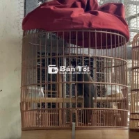 khướu bạc má thuần