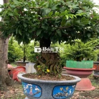 Mai Tứ Quý Bonsai