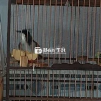 Chào mào thuần to con dài cả gang tay