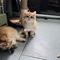 Golden đực NY12 chân dài - 2 tháng - lông ngắn