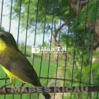 cần bán bộ hút mật chuyền trống truyền