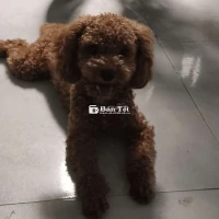 Poodle Nâu Đỏ Đực 11 Tháng Tuổi  