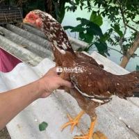 Gà Mái Giống Chất Lượng Cao - Cưa Đè Mé Hai Mang Đá Đầu Mặt Mái