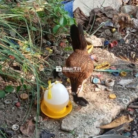 Cần tìm gà tre con