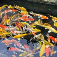 Bán Cá Koi Size Khổng Lồ - Giá Tốt - Hàng Sẵn Sàng