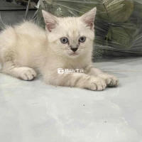 gả bé mèo anh đực đã tiêm