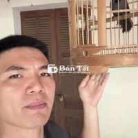 chim khướu mun cầm lồng cũng hót