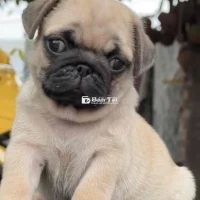 pug mặt xệ thuần chủng 100%