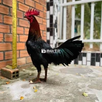 🐔 1x. Cách Đây 3 Hôm - 🐔 Hiện 3kg2. . Trạng 3kg3