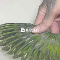 bé cưng tìm nhà.