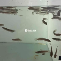 Cá Lóc Nử Hoàng size 6-7cm 300k/1 con
