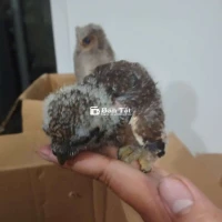 Mới về được 3 em
