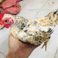 Gà tre bắc trạng 300g