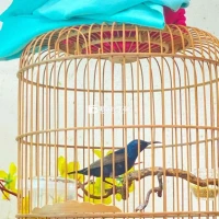 cả bộ họng đen