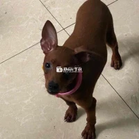 chó phốc có fix đón gấp