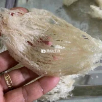Bán yến nhà nuôi nhà làm