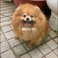Bán cả bầy xịn cha mẹ có vka bán giá không giấy!