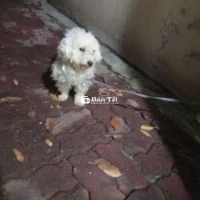 Bán chó poodle 1 năm tuổi