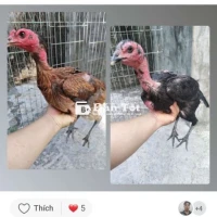 Gà Đòn Cặp Mái Thịt - Giá Tốt!