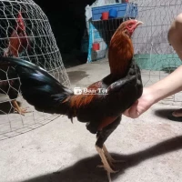 1kg180 tay tốt