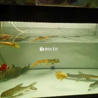 Hải tượng long size 3x gl cá khác