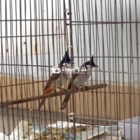 Bay nhanh cặp chào mào trống