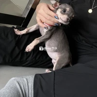 Chó chihuahua màu blue
