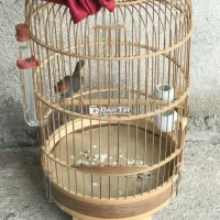 Chim chích đỏ luôn lồng
