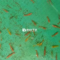 Tép cảnh thủy sinh