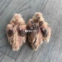 cặp VH đen non vừa tuổi đúc