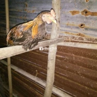 Lên bán mới tơ 4 tháng mái trạng 1 ký trống 1 ký 2