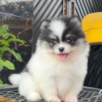 phóc sóc ( pom ) màu bò sữa + patty 2 tháng tuổi